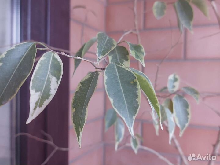 Фикус Беджамина