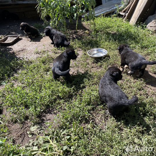 Щенята бесплатно