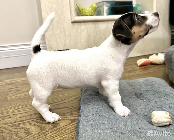 Щенок джек рассел терьер трехцветка