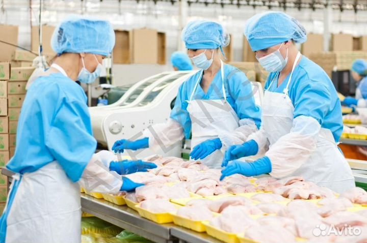 Работник на птицефабрику без опыта
