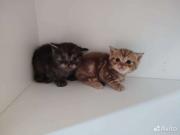 Британский котёнок