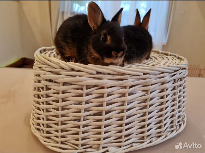 Декоративные кролики, продажа,аренда