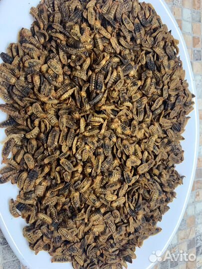 Личинка черной львинки(Сушёная)для кур,рыб,уток