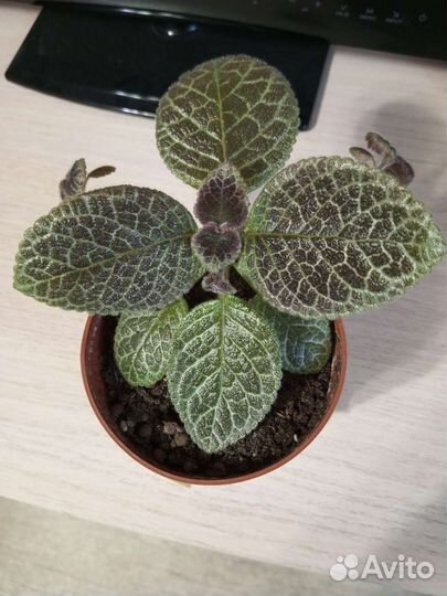 Эписция в горшке