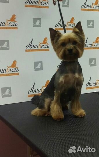 Стрижка котов и собак, тримминг