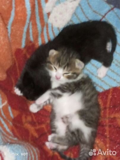 Кошки и котята