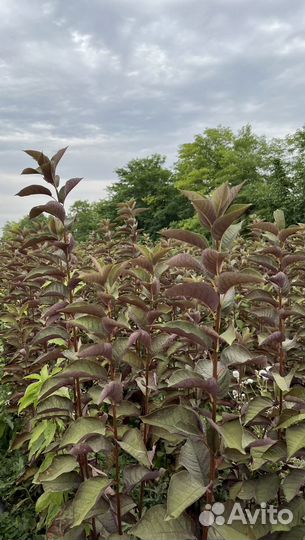 Черёмуха Шуберта