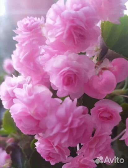 Бегонии, Каланхое махровая, Кампанулла жених махр