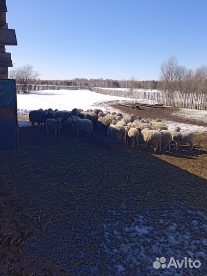 Овцы бараны ягнята