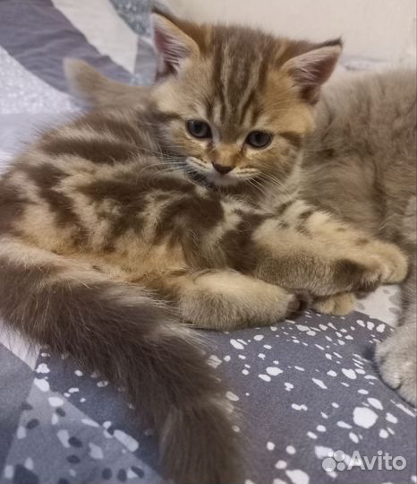 Шатланские котята