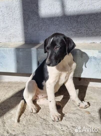 Богиня Гера в дар