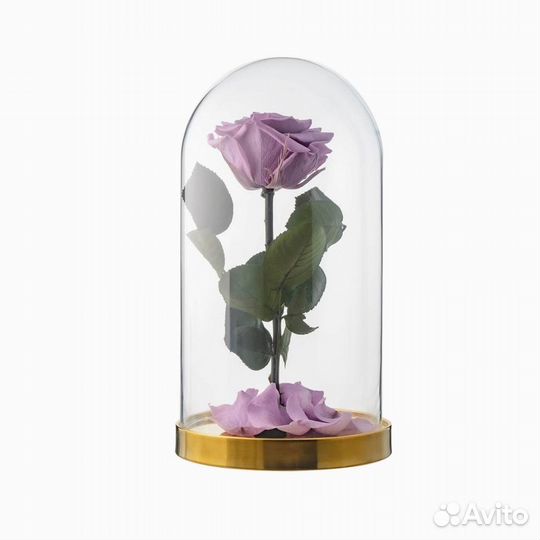 Вечная роза в колбе