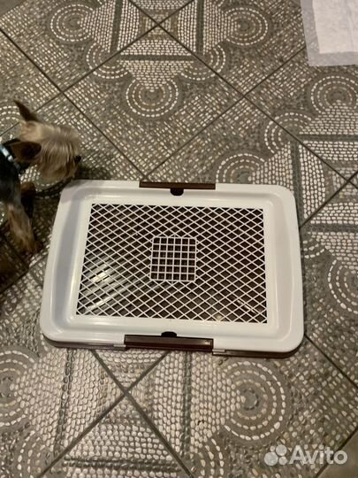 Лоток для собак