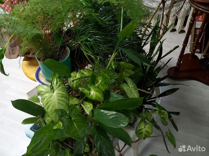 Комнатные цветы
