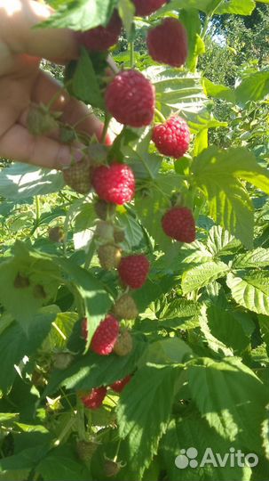 Продажа саженцев ремонтантной малины и ежевики