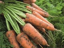 Семена моркови "Кордоба" 1,4-1,6