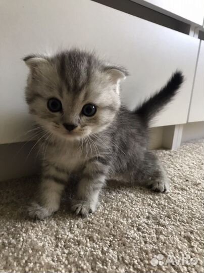 Шотландские котята