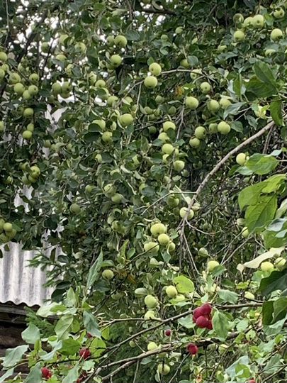 Дом 60 м² на участке 28 сот.