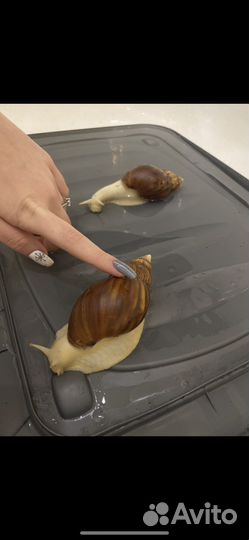 Улитки ахатины