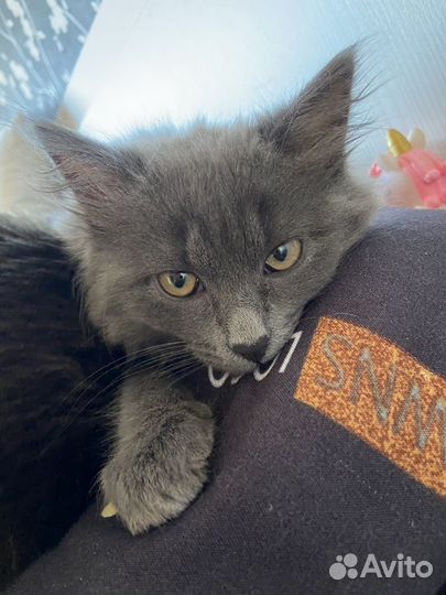 Кошка 