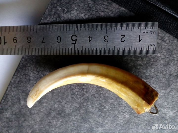 Клык кабана с креплением около 10 см