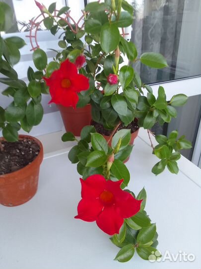 Дипладения