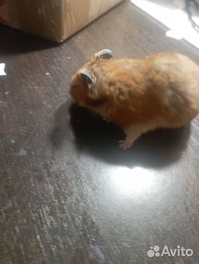 Хомячок