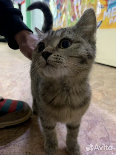 Кошка в дар