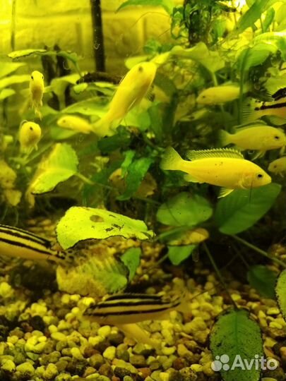 Цихлида лабидохромис, мальки Еллоу