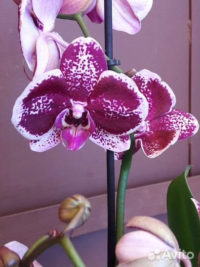 Орхидеи цветущие новое поступление