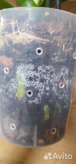 Орхидея фаленопсис