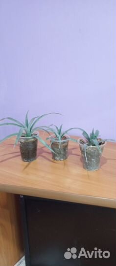 Комнатный ананас