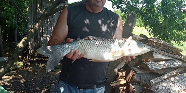 Платная рыбалка