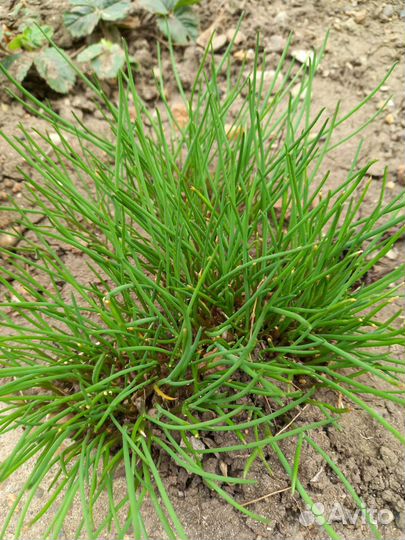 Лук декоративный