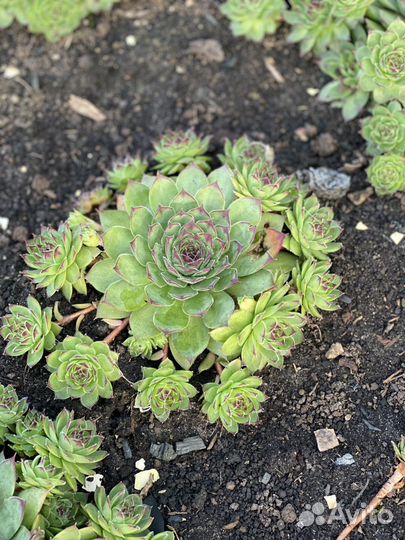 Молодило (каменная роза)