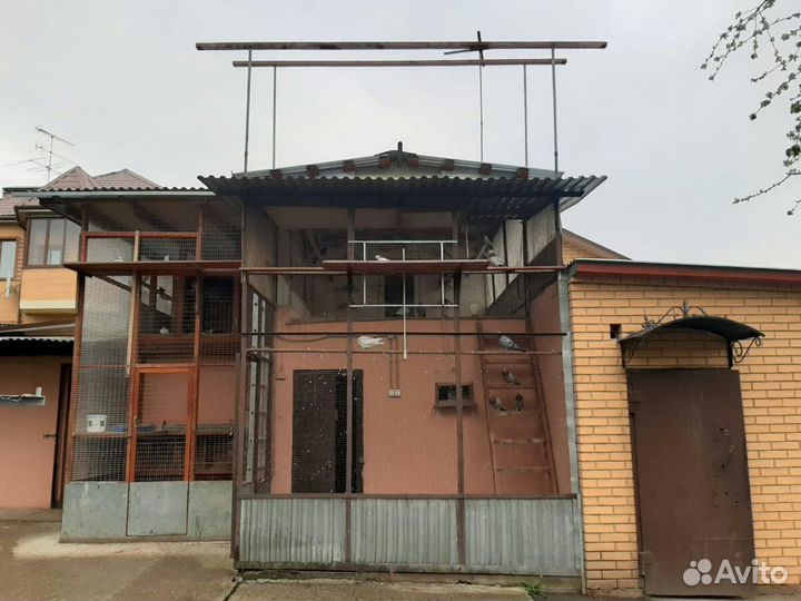 Голуби высоколетные свердловские и гривуны