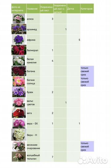 Детки сортовых фиалок