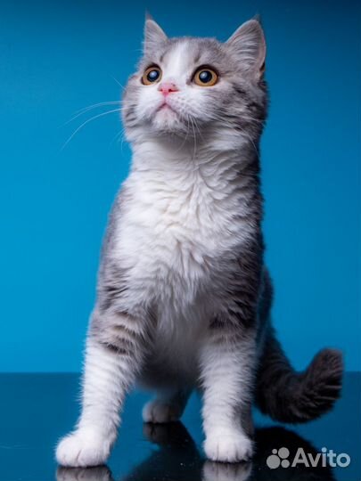 Грациозная Марго