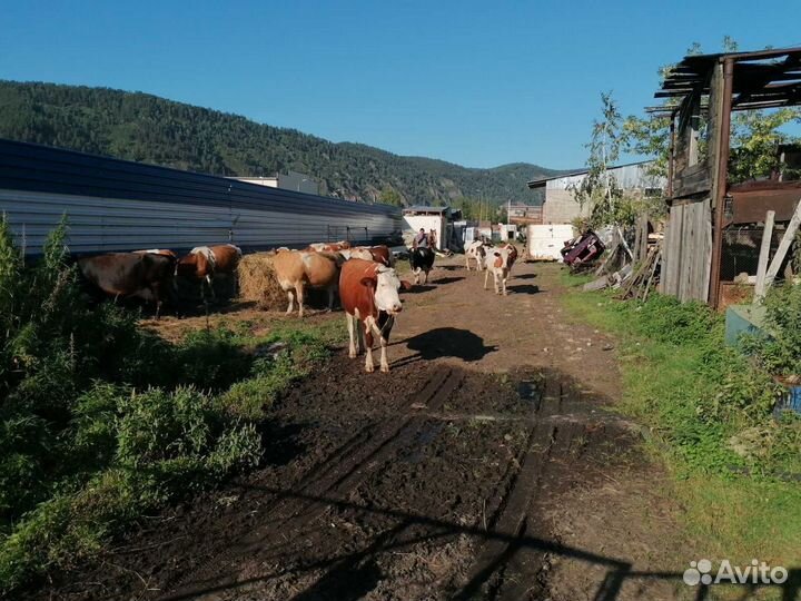 Ферма для крс