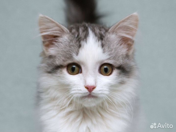 Пушистый котёнок Витька в добрые руки