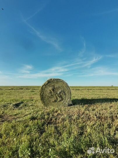 Продам сено
