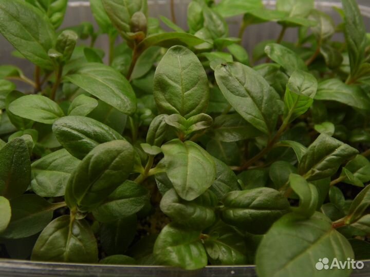 Растения для сада