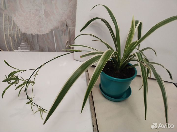 Комнатные цветы. Хлорофитум