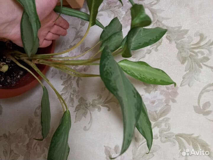 Аглаонема вайт ленс