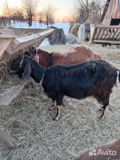 Коза дойная, козел