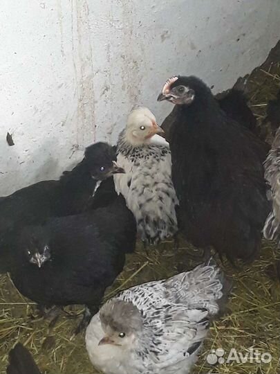 Инкубационное яйцо