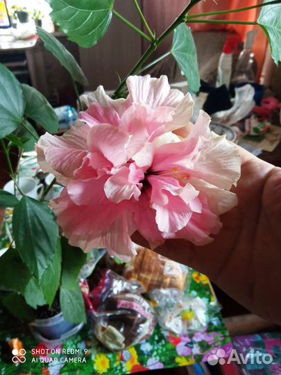 Гибискус (китайская роза)