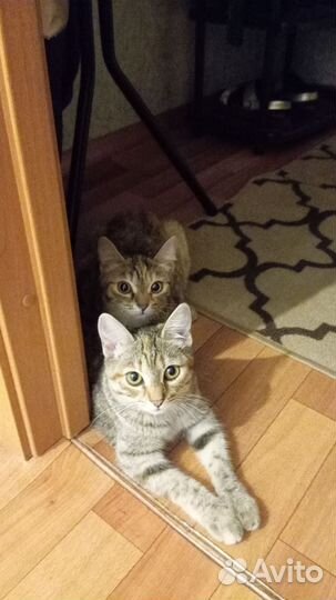 Европейская