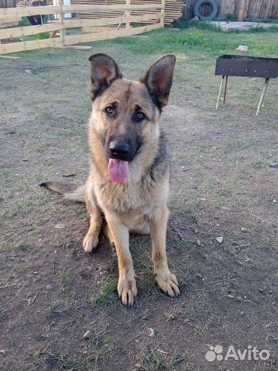 Щенки немца