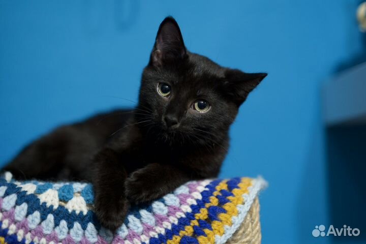 Малыш Шанель (котёнок, кот, 5 месяцев)